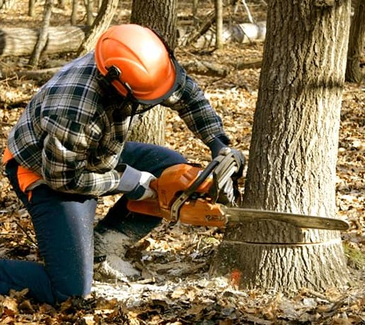Tree Removal in New Durham, NH